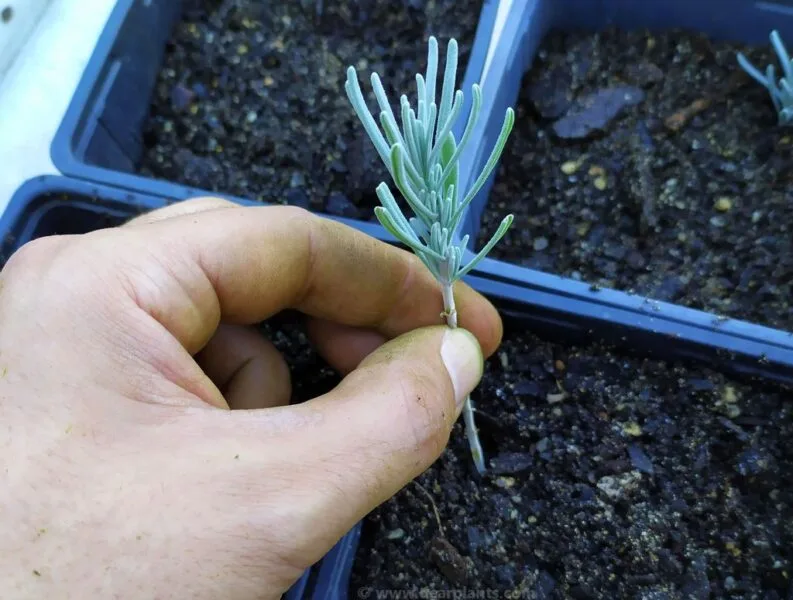 semi-ripe cutting