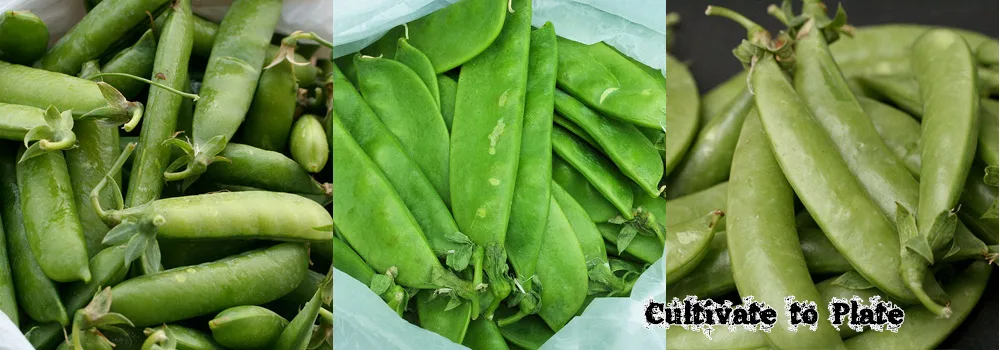 shelling peas