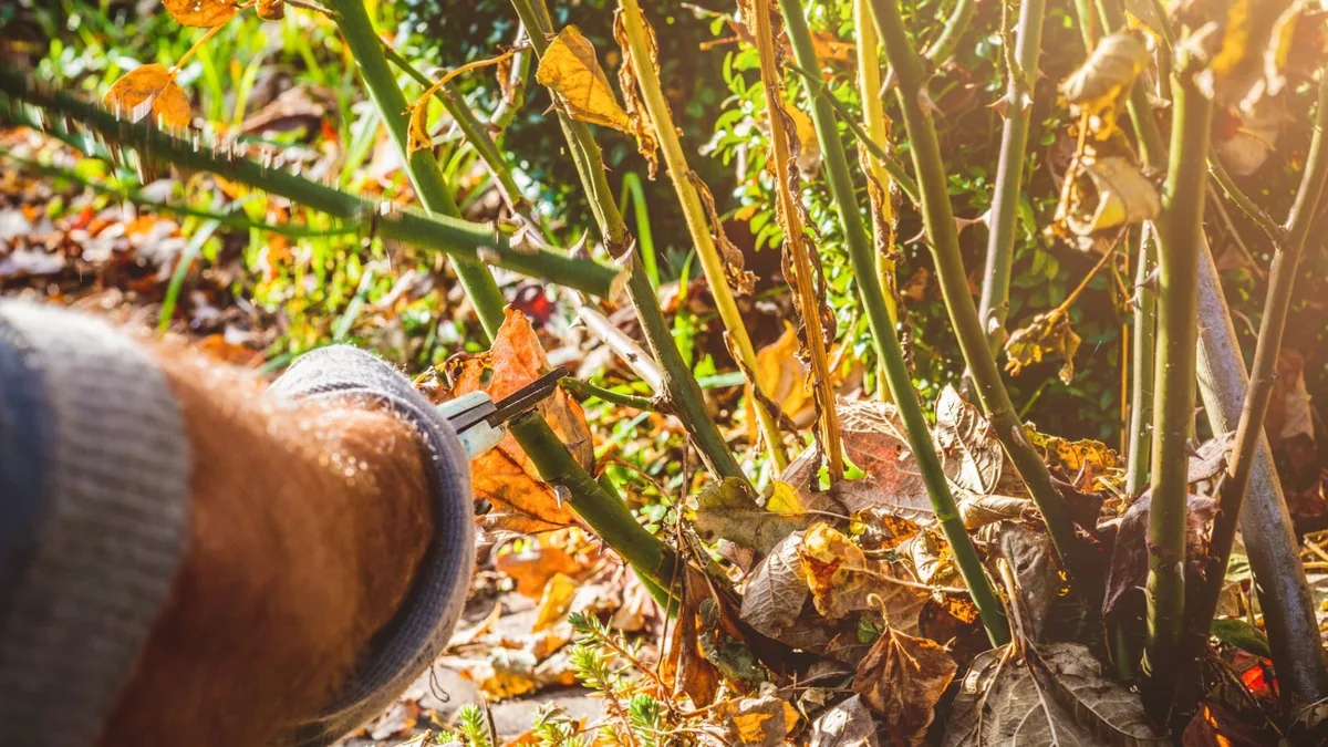 simplify fall garden cleanup