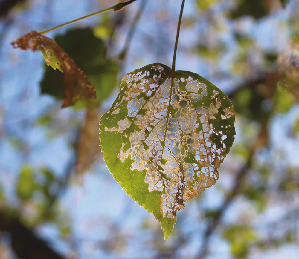 skeletonized leaf