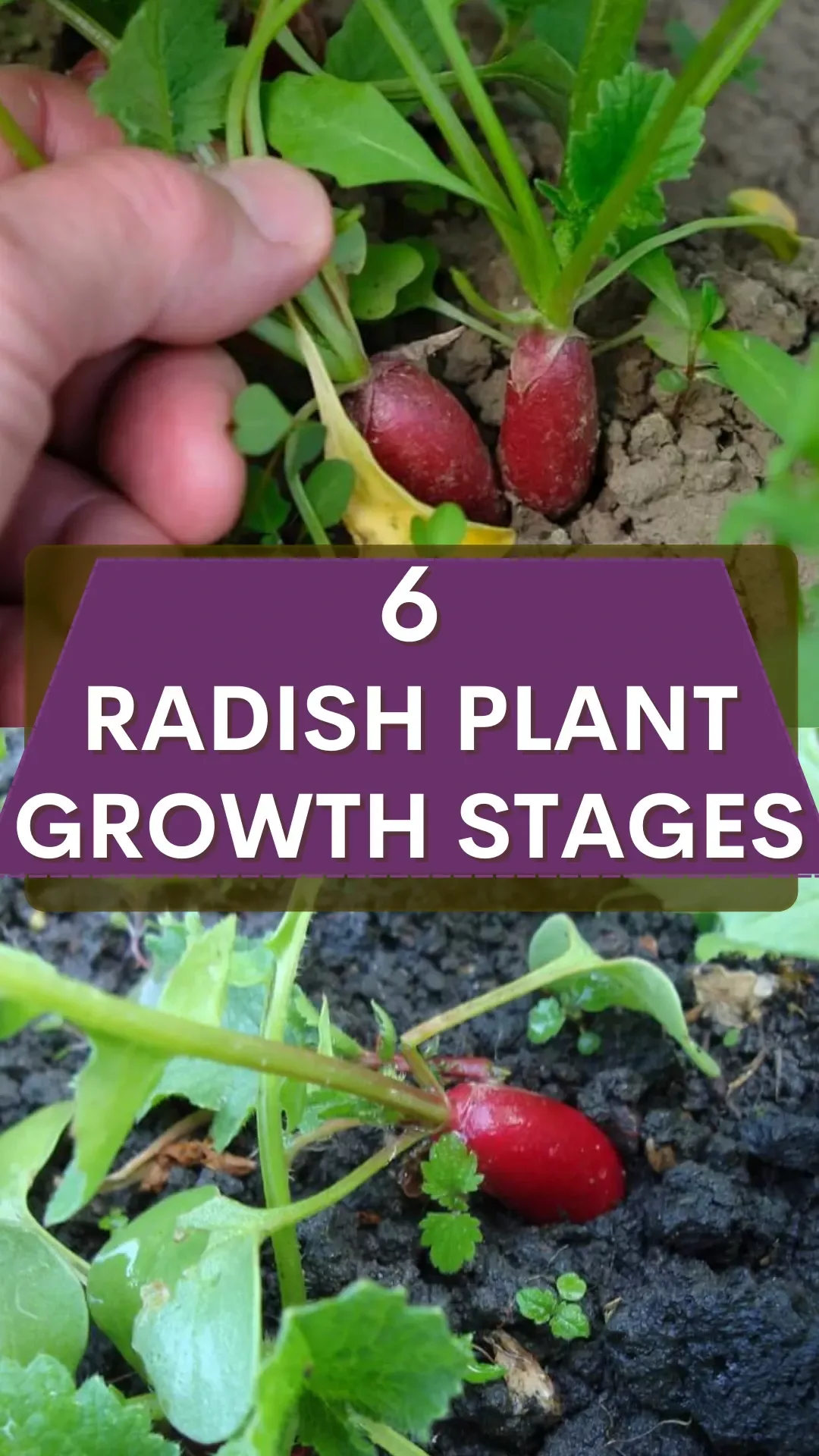 Small or misshapen roots