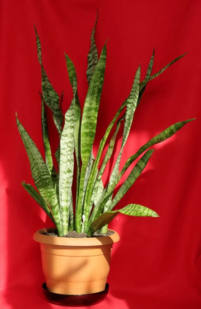 snake plant care