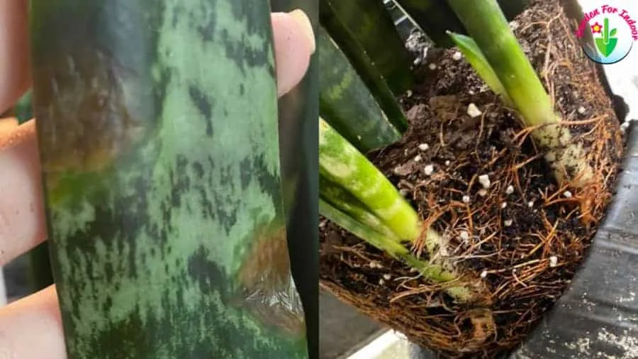 snake plant root rot
