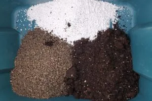 snake plant soil