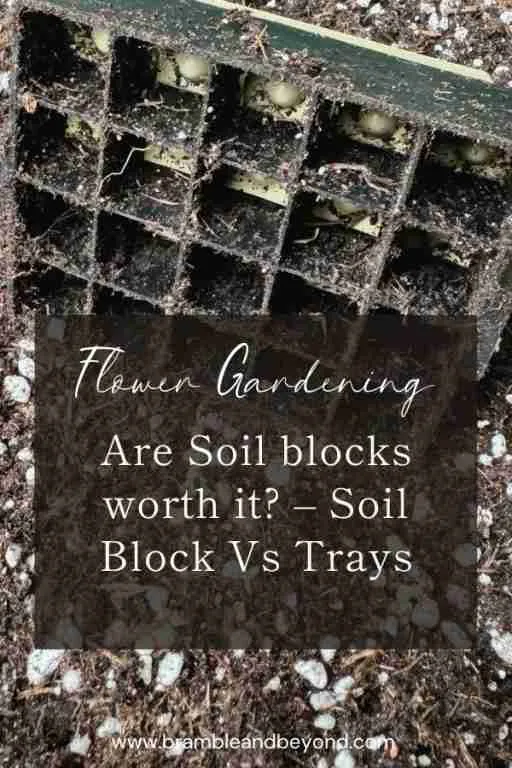 soil blocks vs seed trays