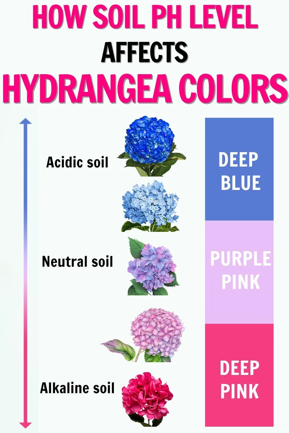 soil pH for hydrangea color