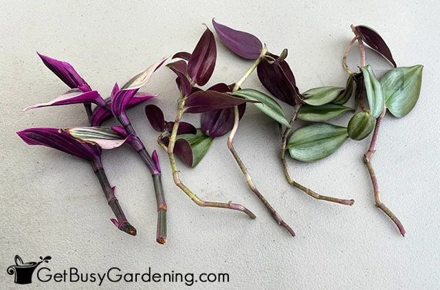 soil propagation
