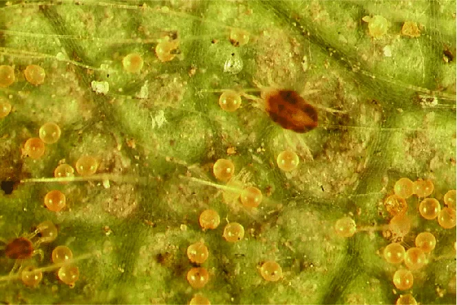 Spider mites