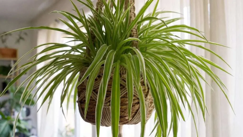 spider plant care