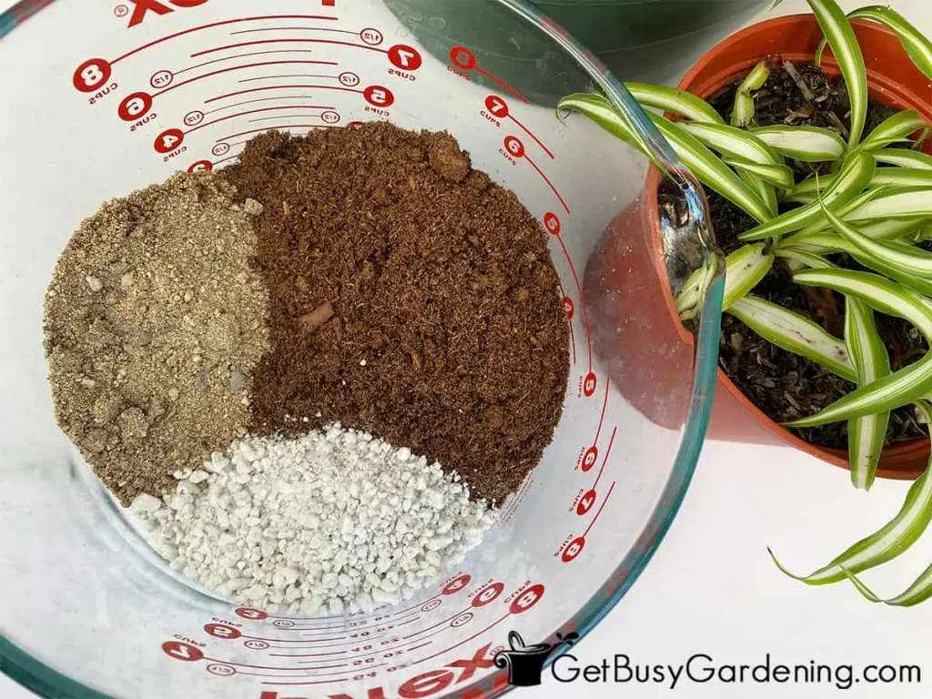 spider plant soil