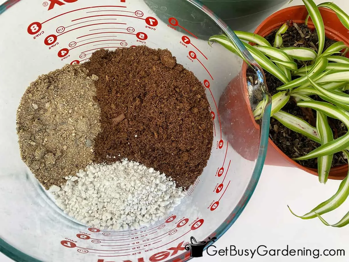 spider plant soil