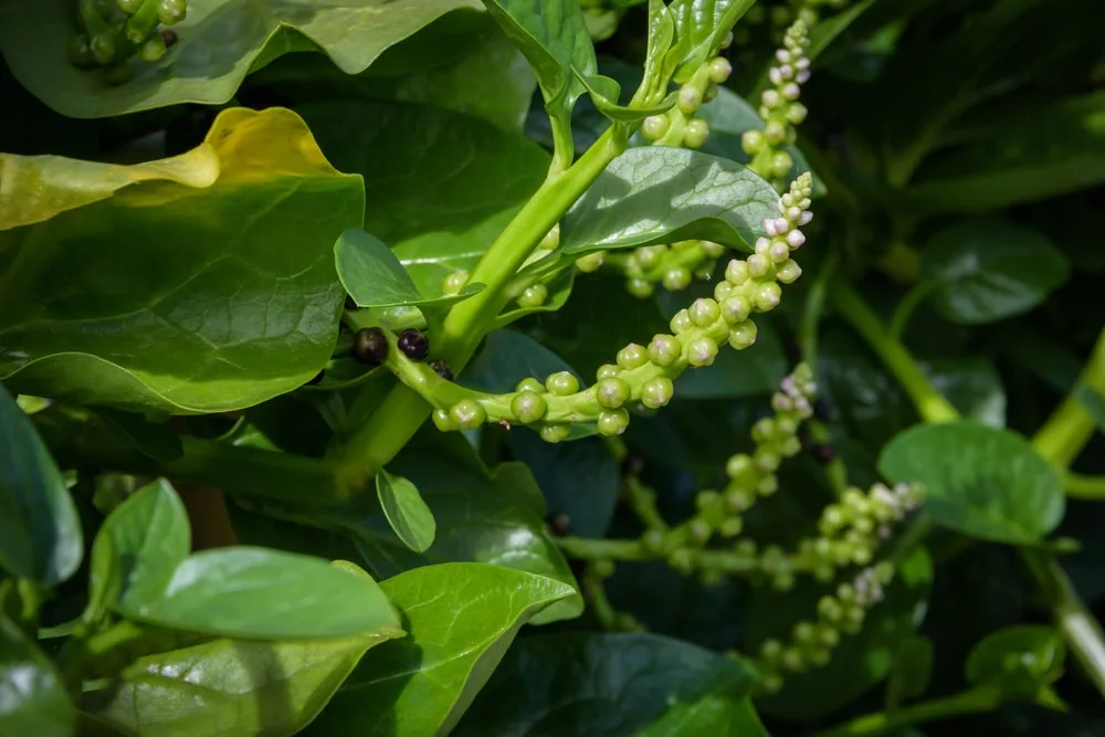 spinach bolting