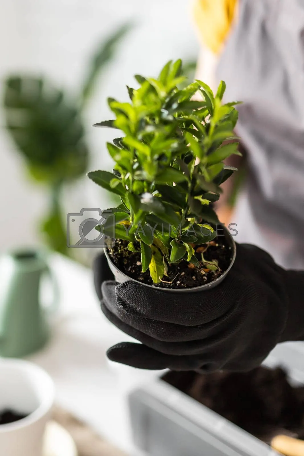 spring houseplant care