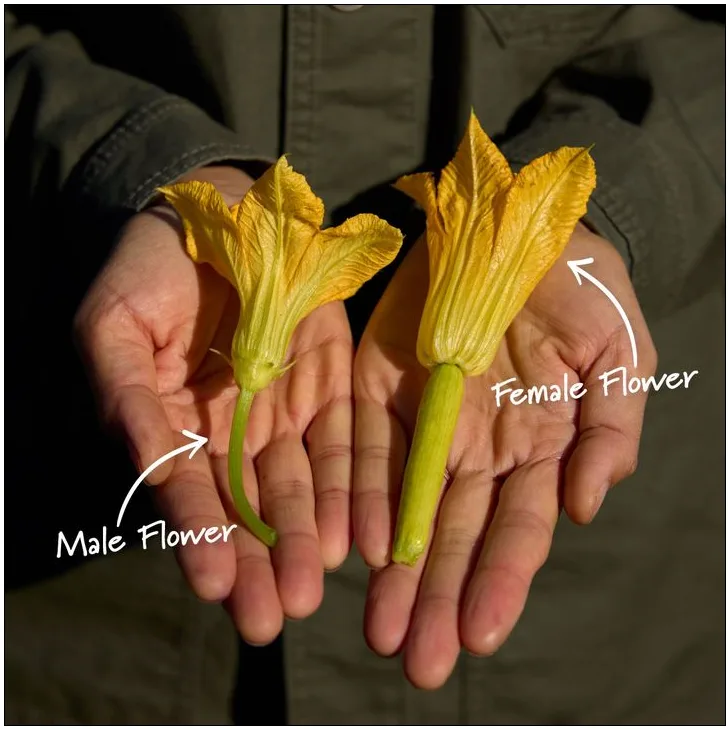 squash flower anatomy