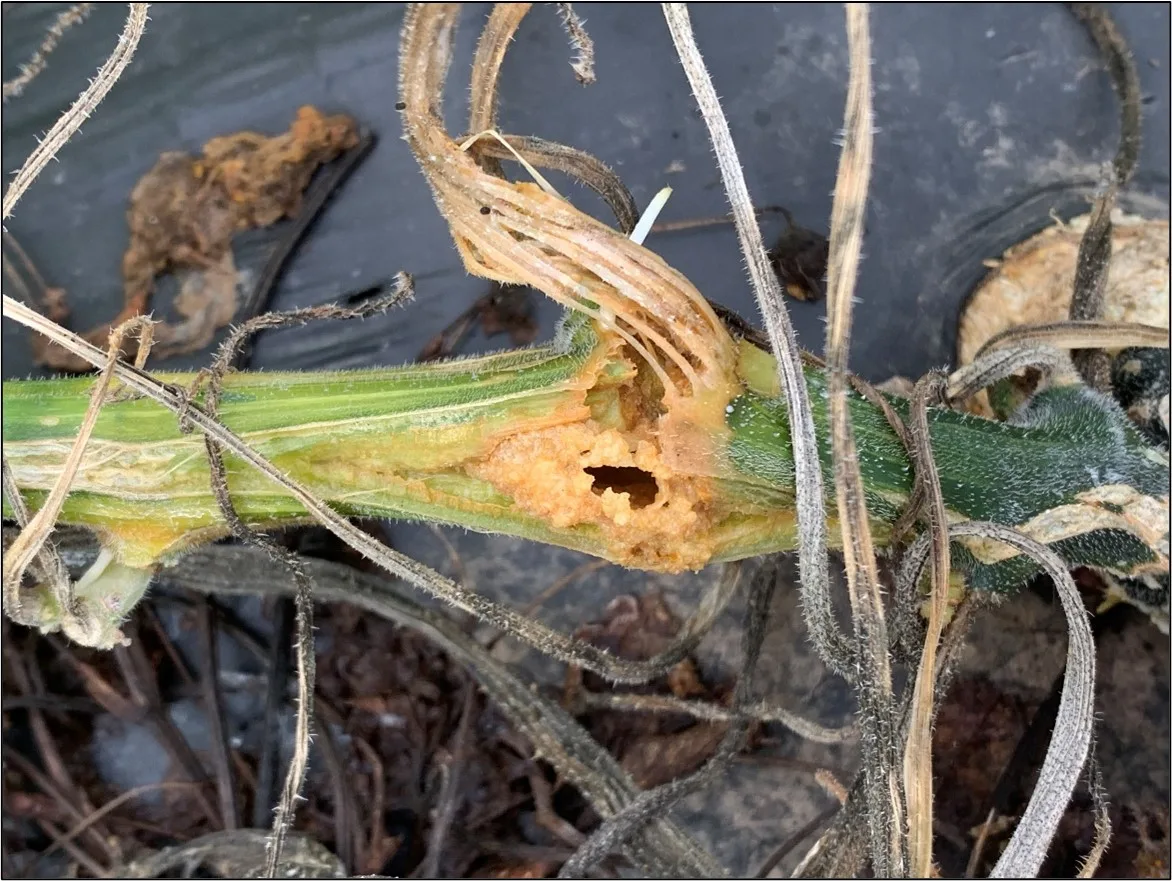 squash vine borer damage