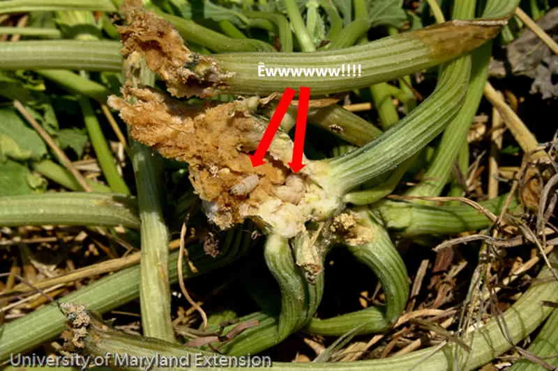 squash vine borer