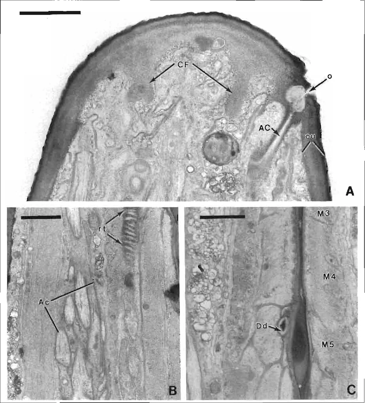 Steinernema feltiae