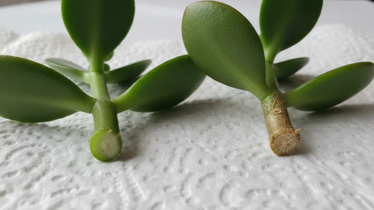 stem cuttings
