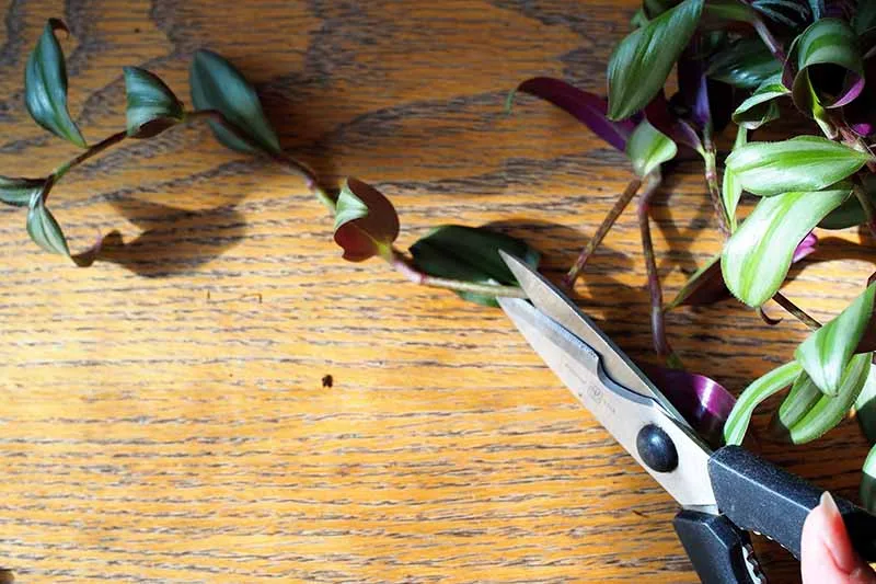 stem node cutting technique