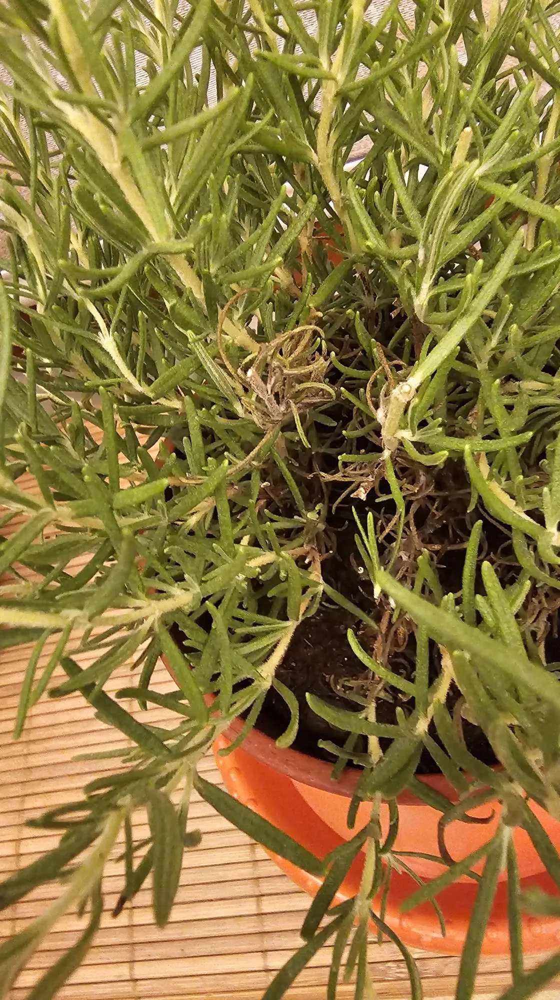 stem rot