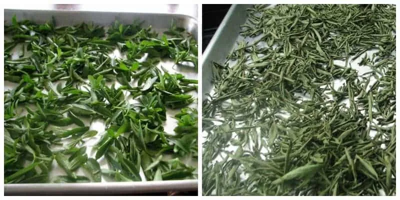 stevia leaf harvest
