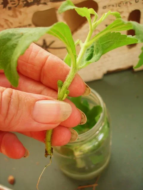 stevia propagation methods