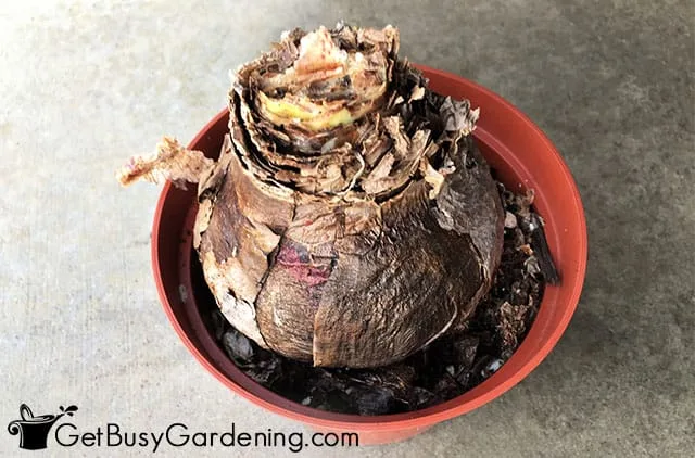 storing amaryllis