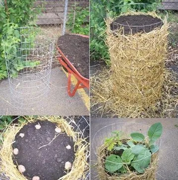 straw mulch