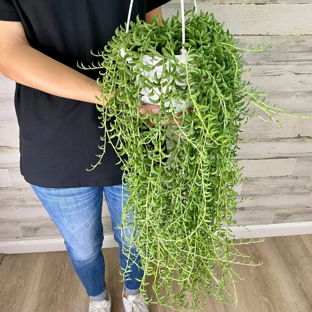 string of bananas care