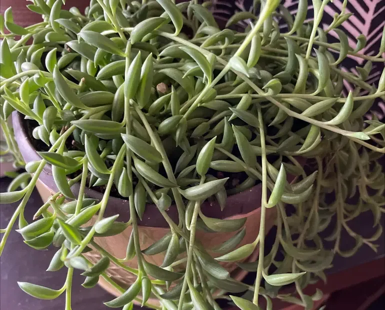 String of bananas overwatering