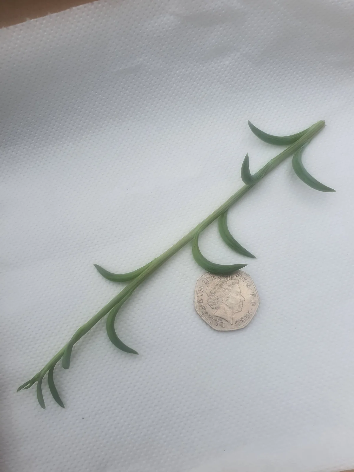 String of bananas propagation