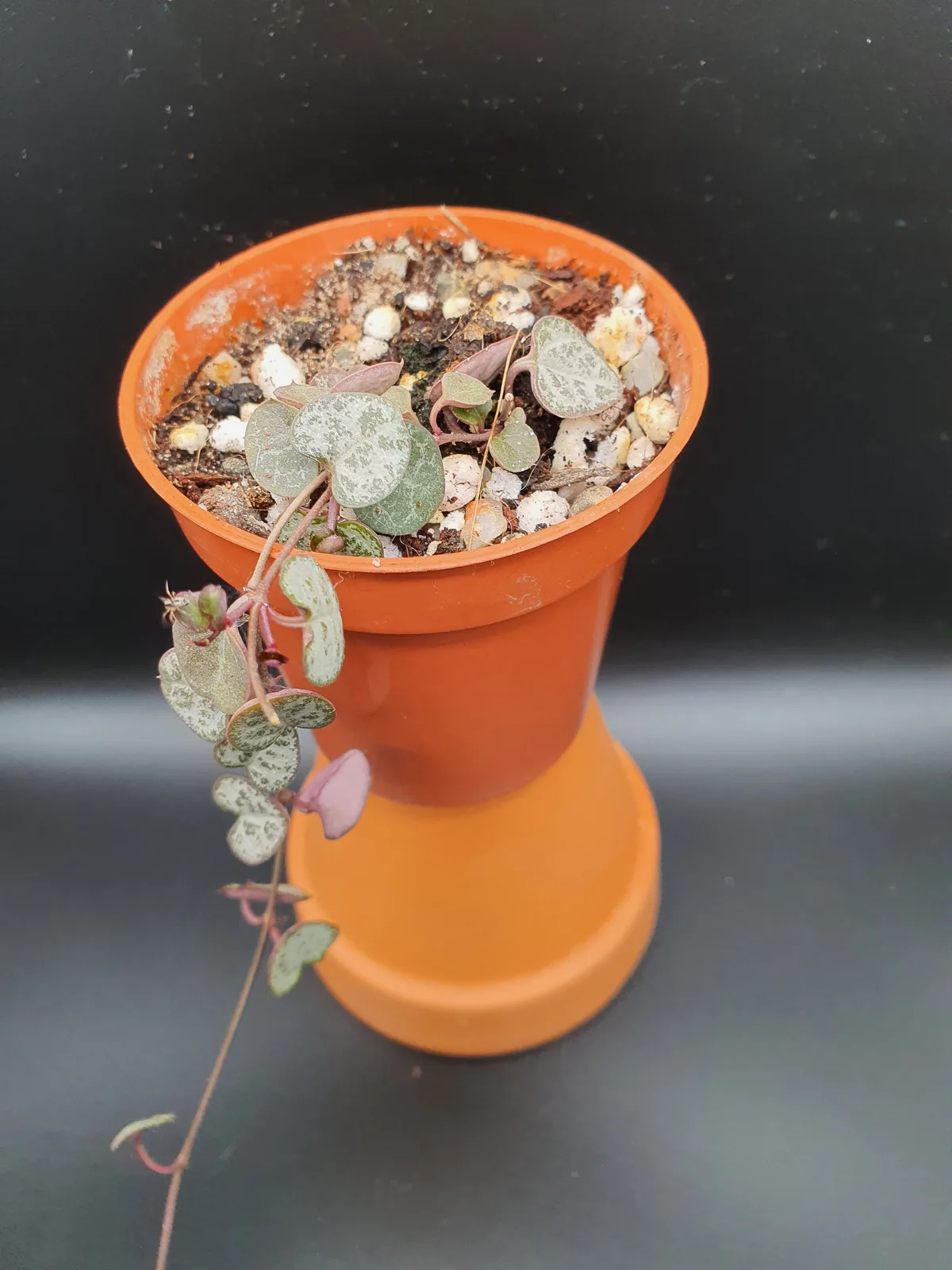 string of hearts node cutting