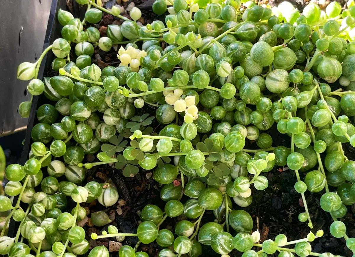 string of pearls callused cutting