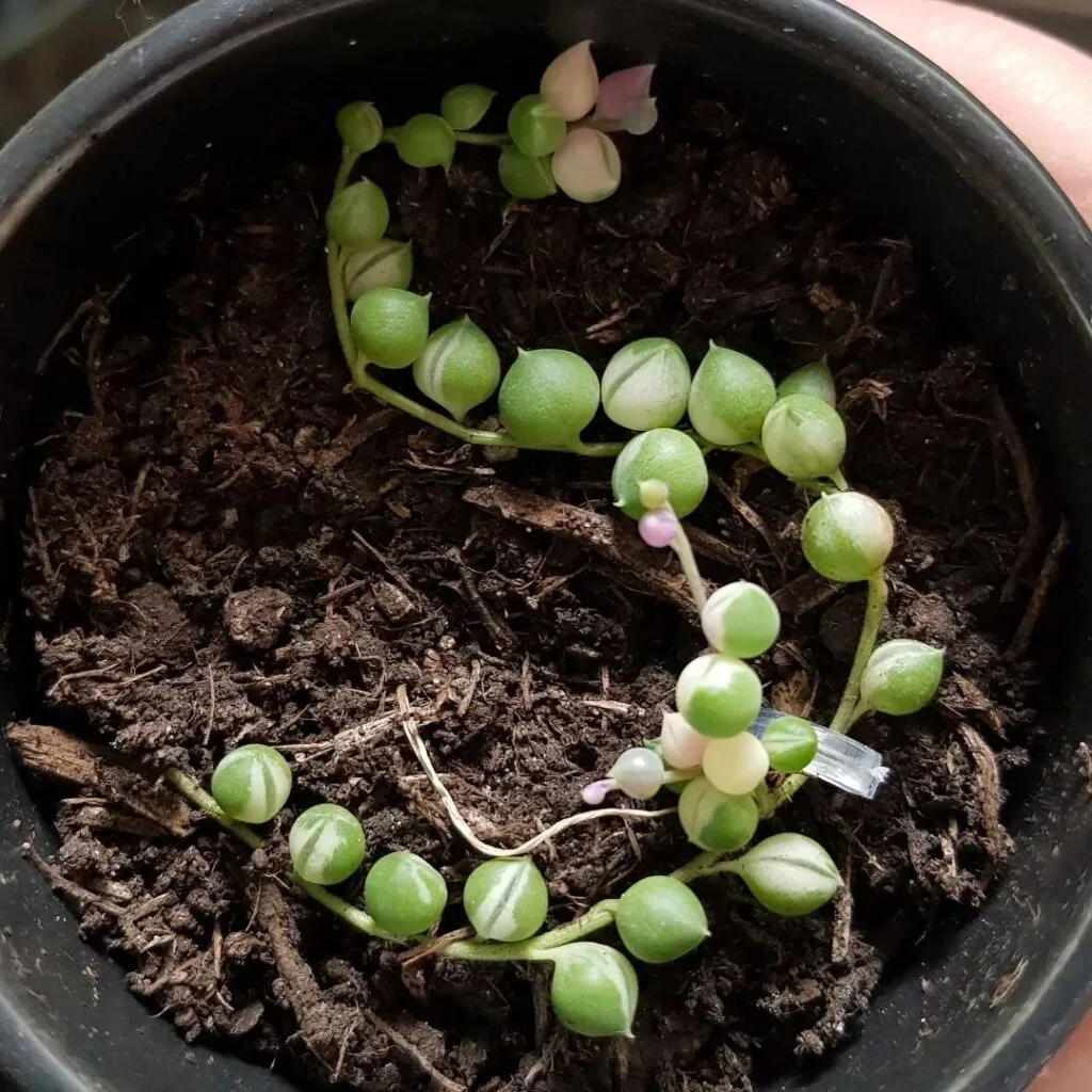 string of pearls stem cutting with nodes
