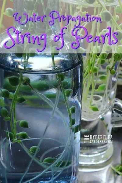 string of pearls water propagation jar