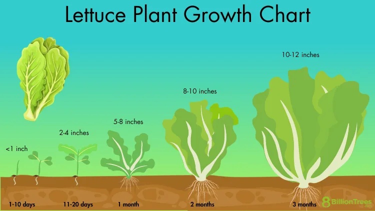succession planting lettuce