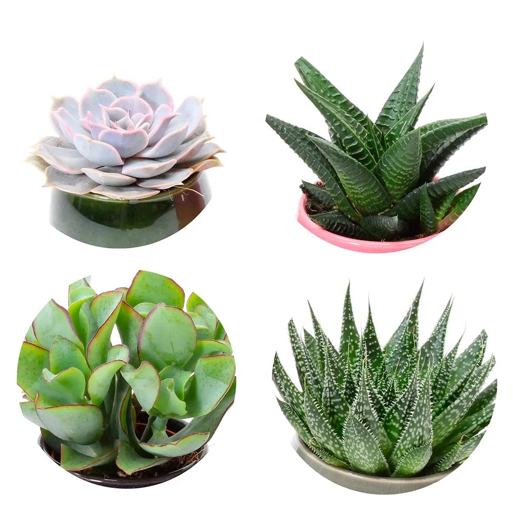 succulent types