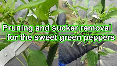 suckering