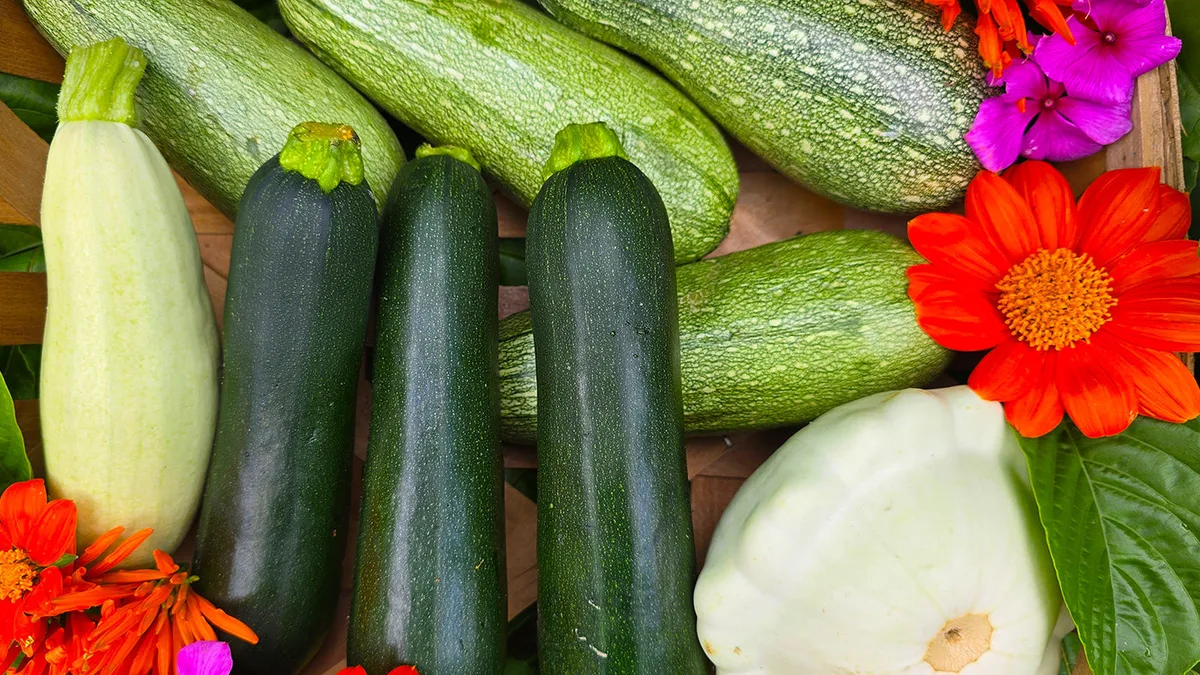 summer squash harvest