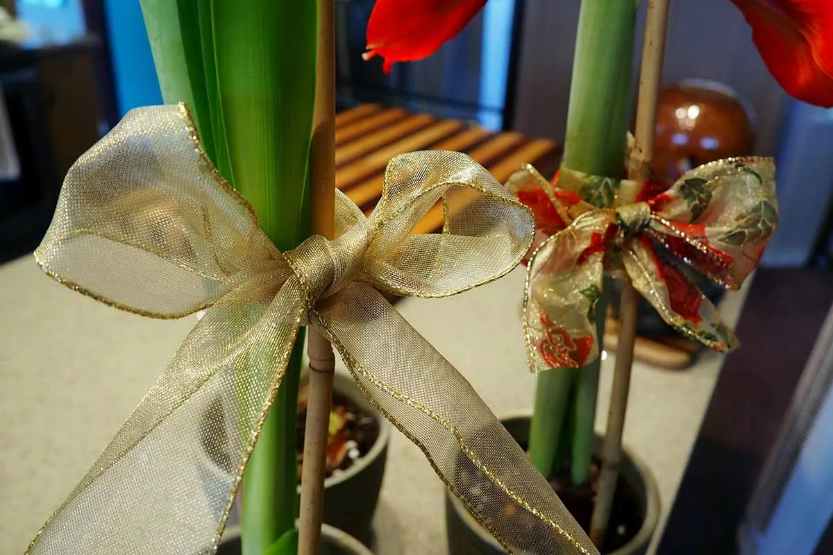 support stake for flower stalk