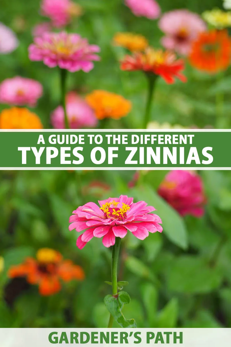 tall zinnia varieties comparison