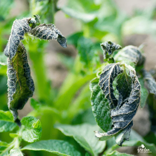 tender plants (tomato)