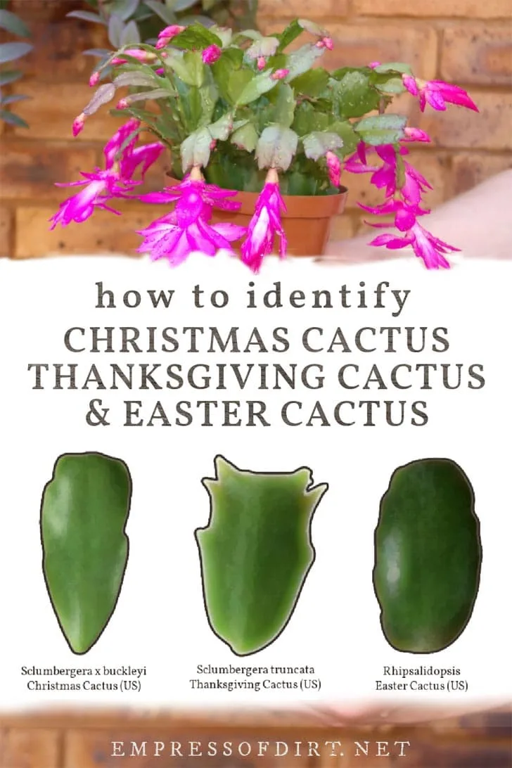Thanksgiving cactus leaf identification