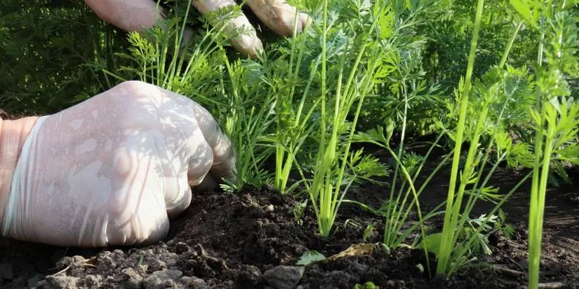 thinning carrot seedlings