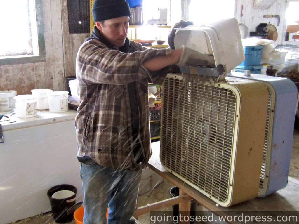 threshing radish seeds