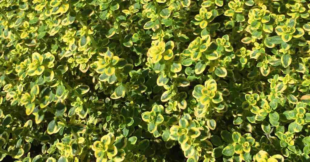 thyme overwatering root rot