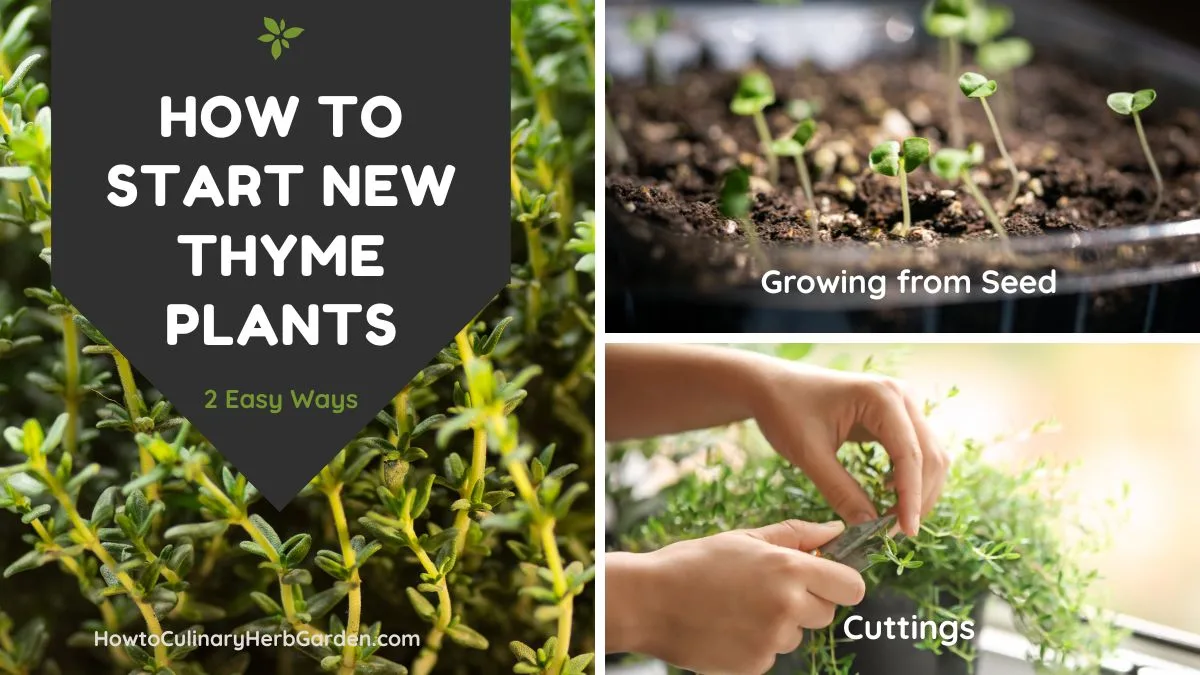 thyme seeds cuttings nursery starts