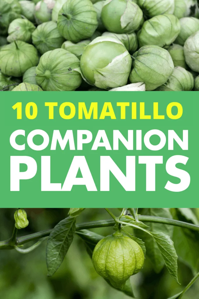 tomatillo pollination