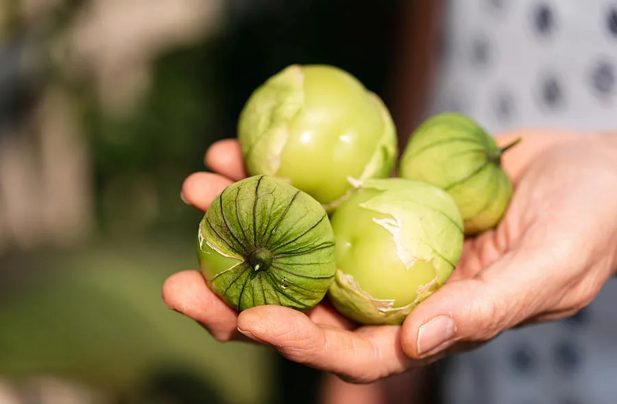 tomatillo ripeness signs
