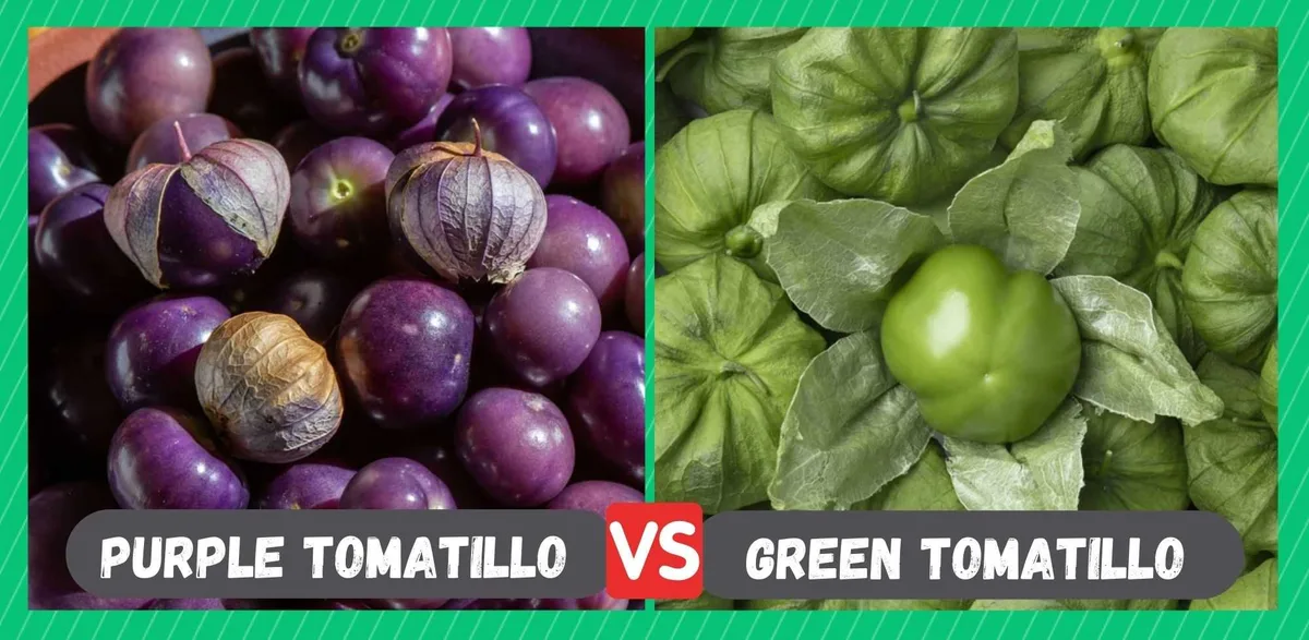 tomatillo varieties comparison